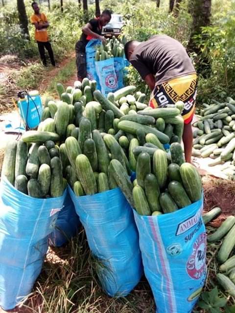 Vie Rurale Authentique